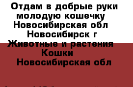 Отдам в добрые руки молодую кошечку - Новосибирская обл., Новосибирск г. Животные и растения » Кошки   . Новосибирская обл.